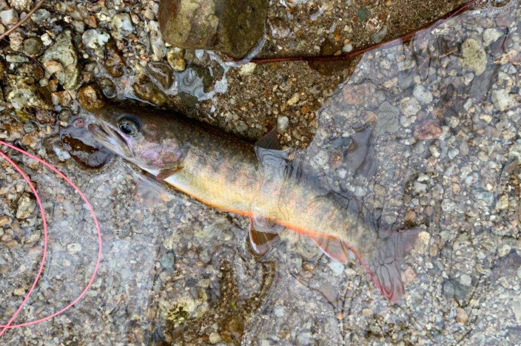 天然の岩魚の見分け方 水質調査員akioフライフィッシングblog