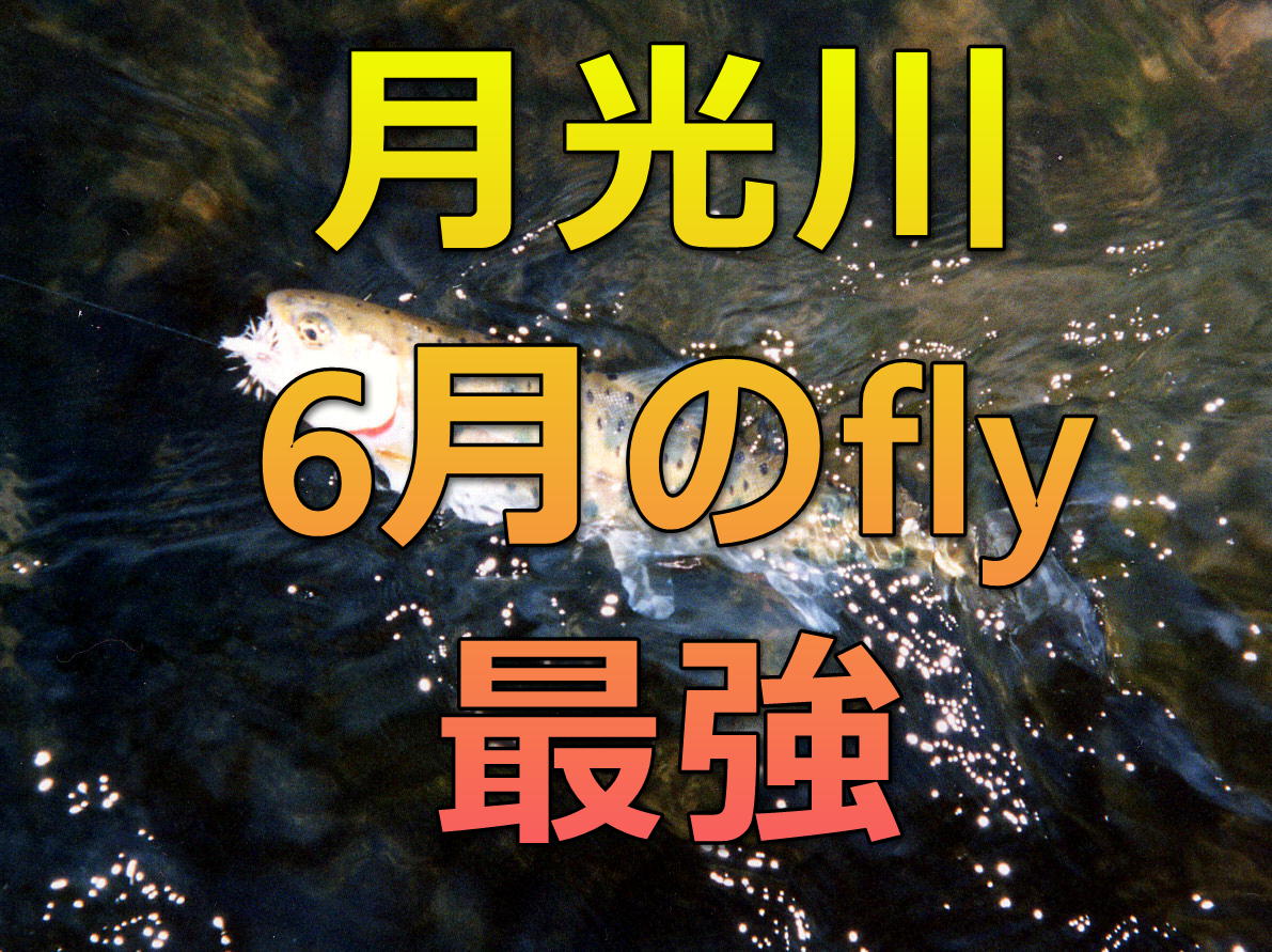 ６月の月光川 山形県 のフライフィッシングは久しぶりの爆釣でした 水質調査員akioフライフィッシングblog