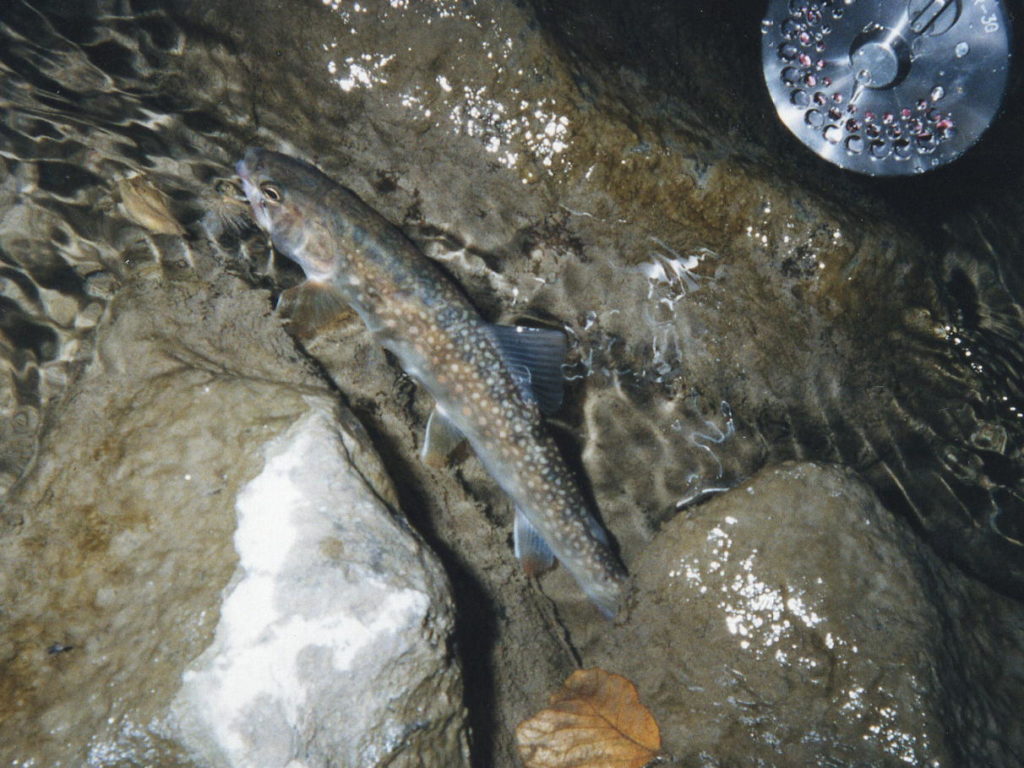 青海川の岩魚